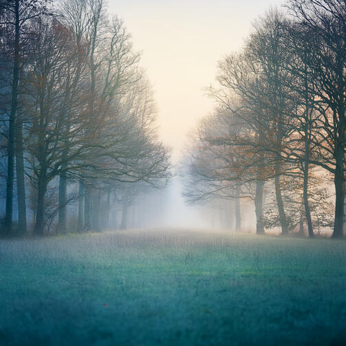 Mysterious Trees