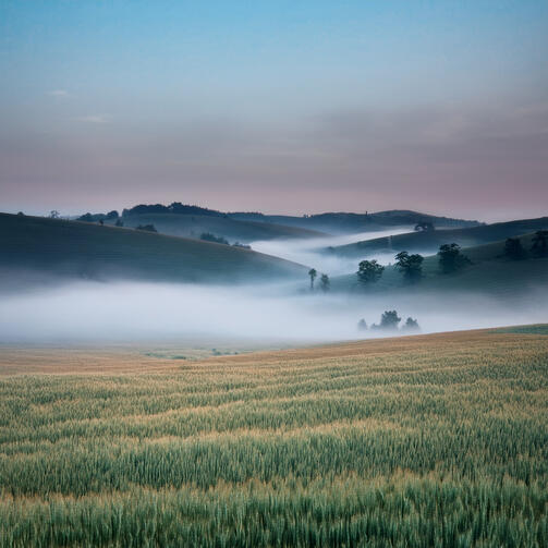 Foggy Wheat Field Foggy Wheat Field
